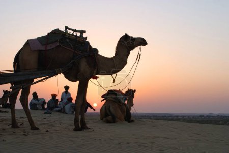 Photo for Men with camels resting in desert, Khuri Khuhri, Jaisalmer, Rajasthan, India - Royalty Free Image