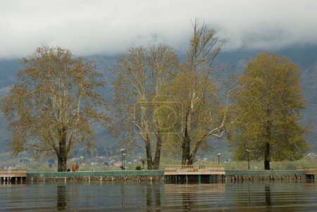 Char Chinar Árboles en el lago Dal Jammu y Cachemira India Asia