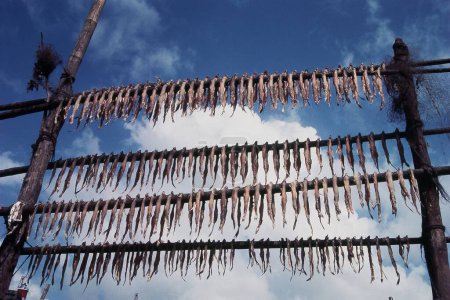 Photo for Fish kept for drying at Uttan beach Maharashtra, India - Royalty Free Image