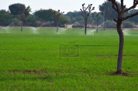 Téléchargez les photos : Culture de blé ferme privée Bikaner Rajasthan Inde Asie - en image libre de droit