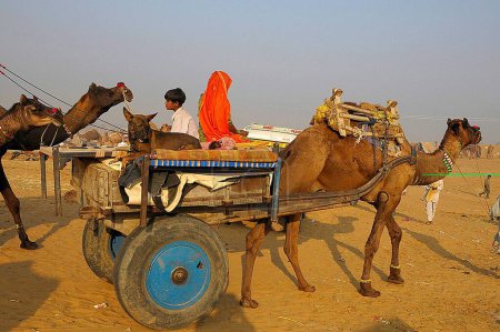 Photo for Rajasthani family going on camel cart with their luggage in Pushkar fair ; Rajasthan ; India - Royalty Free Image