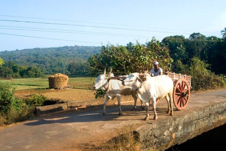 Photo for Bullock cart and two white bulls on road at Anjarle village ; district Dapoli ; Maharashtra ; India - Royalty Free Image
