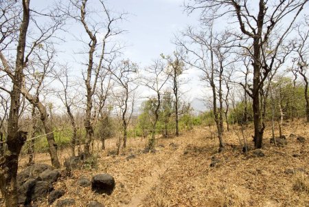 Téléchargez les photos : Forêt en été malshej ghat ; Maharashtra ; Inde - en image libre de droit