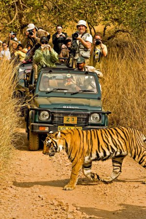 Foto de Fotógrafos tomando fotos de tigre pantera tigris tigris en pistas forestales, Parque Nacional Ranthambore, Rajastán, India - Imagen libre de derechos