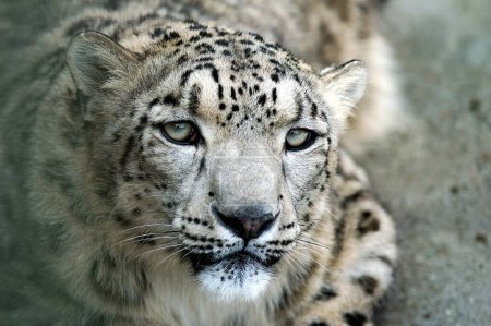 Photo for Wild animal Snow Leopard (Panthera uncia ) or Ounce portrait near Simla ; Himachal Pradesh ; India - Royalty Free Image