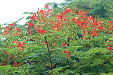 Photo for Gulmohar tree with red flowers in monsoon with rain drops - Royalty Free Image