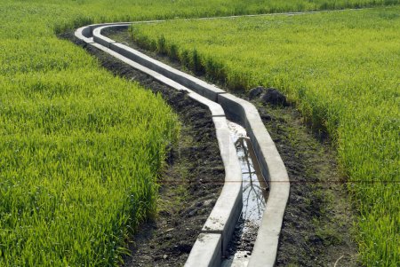 Wasserkanäle auf der Weizenfarm; Dehradun; Uttaranchal; Indien