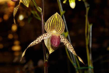 Téléchargez les photos : Fleurs d'orchidée dans la nature - en image libre de droit