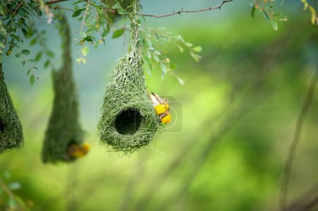 Photo for Baya weaver flying for nesting , India - Royalty Free Image