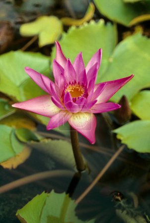 Téléchargez les photos : Lotus (nelumbo nucifera) ; nénuphars roses ; Inde - en image libre de droit