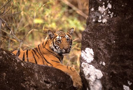 Foto de Tiger Panthera tigris sitting , Bandhavgarh National Park , Madhya Pradesh , India - Imagen libre de derechos