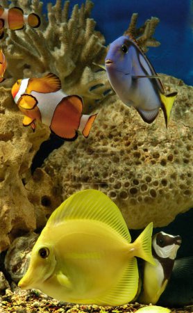 Foto de Peces, peces payaso, Regal Tang y peces espiga amarilla en una pecera - Imagen libre de derechos