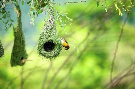 Téléchargez les photos : Tisseur Baya volant pour la nidification, Inde - en image libre de droit