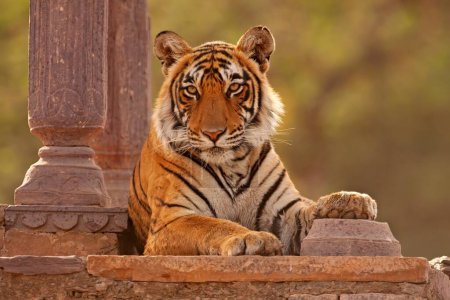 Téléchargez les photos : Tigre royal du Bengale assis dans un ancien temple dans le parc national de Ranthambhore, Inde - en image libre de droit