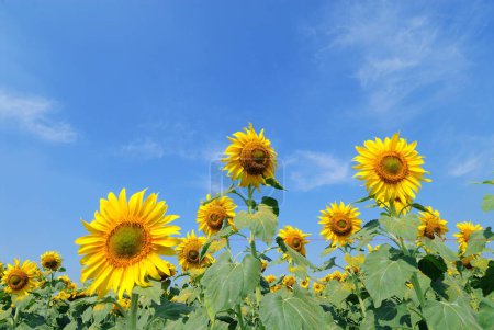Sonnenblumenfeld in Indien
