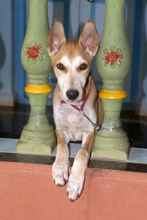 Land Hundebeobachtung durch geschmückte Balkonsäulen, Kunkeshwar, Konkan Küste Sindhudurg Maharashtra