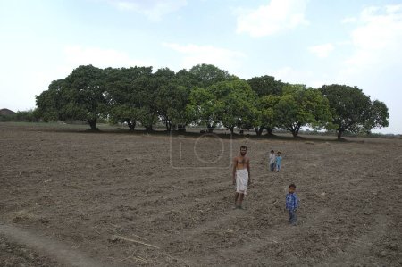 Téléchargez les photos : Groupe de manguiers Langda, Village Mahangwa, District Narsinghpur, Madhya Pradesh, Inde - en image libre de droit