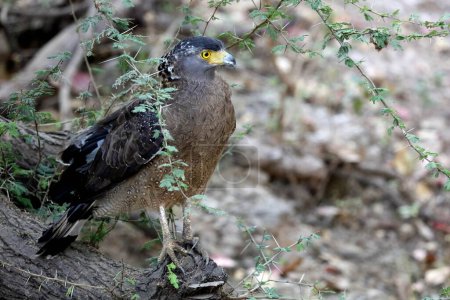 Grey headed fishing eagle, sasan gir, Gujarat, India, Asia
