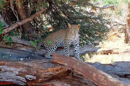Foto de Leopardo (Pantera) Panthera Pardalis Mamífero en peligro de extinción, África Oriental, Kenia - Imagen libre de derechos