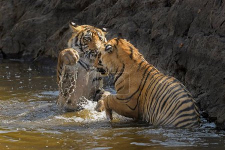 Dos cachorros de tigre salvaje sub adultos jugando en un agujero de agua durante los veranos calurosos y secos en la reserva de tigre Ranthambhore de la India