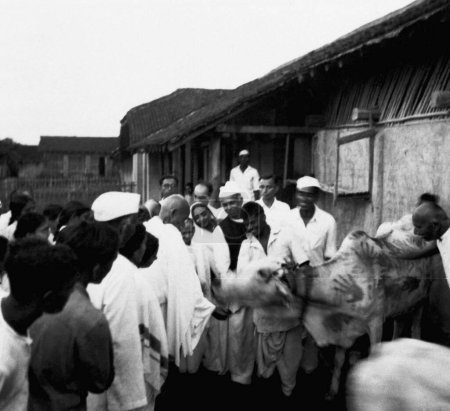 Téléchargez les photos : Mahatma Gandhi, entouré d'autres personnes, nourrissant une vache à l'Ashram de Sevagram, 1944 - en image libre de droit