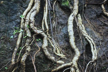 Close up of open roots, Malshej ghat, Thane, Maharashtra, India, Asia