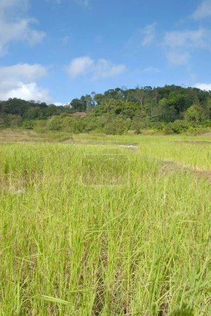 Téléchargez les photos : Paysage avec rizière à Madikeri Madikery ; District Coorg ; Karnataka ; Inde - en image libre de droit