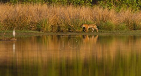 Photo for Bengal Tiger in Ranthambhore national park, rajasthan, India, Asia - Royalty Free Image