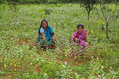 Foto de Mujeres rurales en medio de la cosecha de flores iniciada por ONG Chinmaya Organización de Desarrollo Rural CORD, Deuladiha, Orissa, India - Imagen libre de derechos