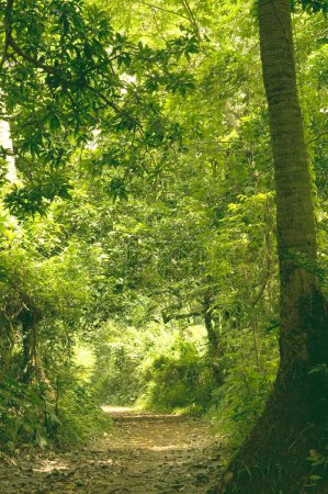 Foto de Área forestal, Calcuta Calcuta, Bengala Occidental, India - Imagen libre de derechos