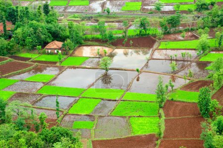 Paddy rice field in squares pattern in monsoon , Chiplun , Ratnagiri , Maharashtra , India
