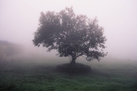 Baum im Nebel bei Malshej Ghat in der Nähe von Kalyan, Maharashtra
