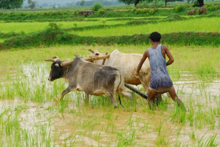 Téléchargez les photos : Ho tribus homme avec des taureaux dans la rizière, Chakradharpur, Jharkhand, Inde - en image libre de droit