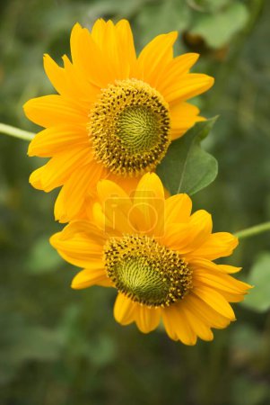 Small sunflower helianthus annuus ; Kalamb ; Taluka Vasai ; District Thane ; Maharashtra ; India
