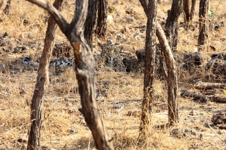 Photo for Leopard, sasan gir, Gujarat, India, Asia - Royalty Free Image