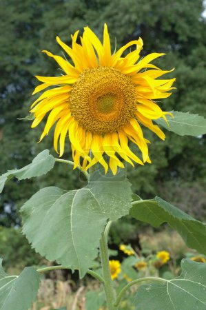 Photo for Sunflower ; Mandu ; Dhar ; Madhya Pradesh ; India - Royalty Free Image