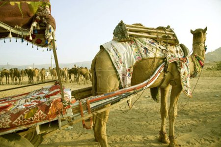 Photo for Camel cart, Pushkar mela, rajasthan, Asia, India - Royalty Free Image
