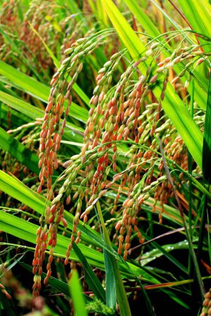 Campo de arroz; Kuttanadu; Alappuzha; Kerala; India