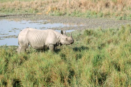 Téléchargez les photos : One Horn Rhinoceros errant dans les marécages, Kaziranga National Park, Assam, Inde - en image libre de droit