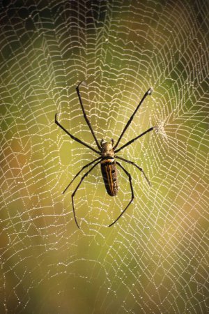Spinne und Netz hautnah