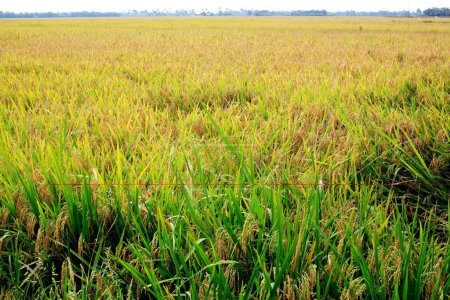 Photo for Rice field ; Kuttanadu ; Alappuzha ; Kerala ; India - Royalty Free Image