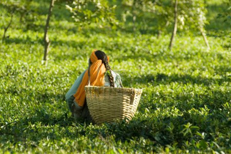 Téléchargez les photos : Femme cueillant des feuilles du jardin de thé à Palanpur, Himachal Pradesh, Inde - en image libre de droit