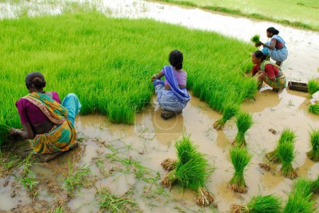 Photo for Ho tribes women working in paddy field , Chakradharpur , Jharkhand , India - Royalty Free Image