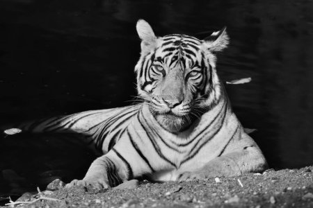 Schwarz-weißes Infrarot-Porträt eines wilden Tigers in einem Wasserloch im Ranthambhore Nationalpark in Indien