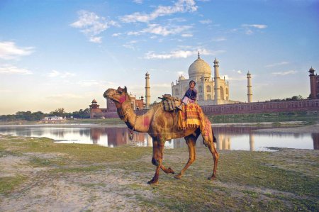 Foto de Niños camellos riberas río Yamuna fluyendo Taj Mahal Agra Artista ancestral artístico hermoso cielo azul niño niños nubes Color construido 1631 A.D -1648 A.D domos de animales del desierto doméstico Sueño Mármol exterior famoso histórico Horizontal India landm - Imagen libre de derechos