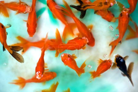 Foto de Aquarium fish, cyprinidae carassius auratus red cap, Oranda, West Bengal, India - Imagen libre de derechos
