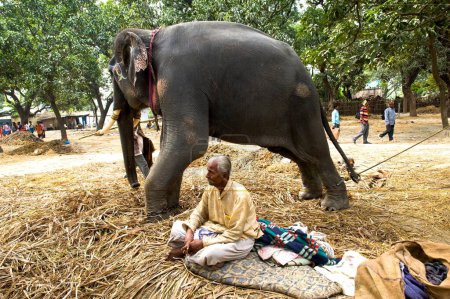 Téléchargez les photos : Éléphant avec propriétaire à la foire aux bovins de Sonepur, Bihar, Inde - en image libre de droit