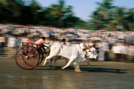 Foto de Bullock Cart Race , Alibaug , Maharashtra , india - Imagen libre de derechos