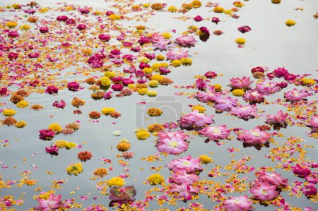 Photo for Flowers floating on yamuna river, mathura, uttar pradesh, india, asia - Royalty Free Image
