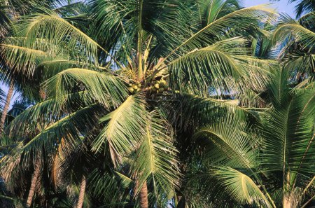 Acercamientos de la parte superior de los cocoteros Cocos nucifera, murud, maharashtra, india
